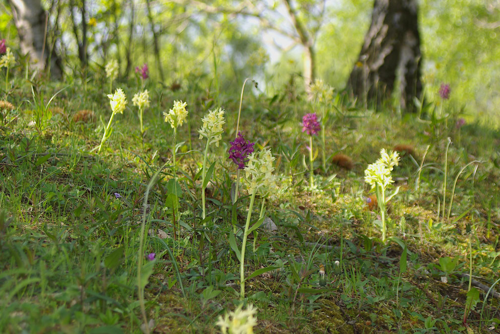 Dactylorhiza sambucina / Orchide sambucina